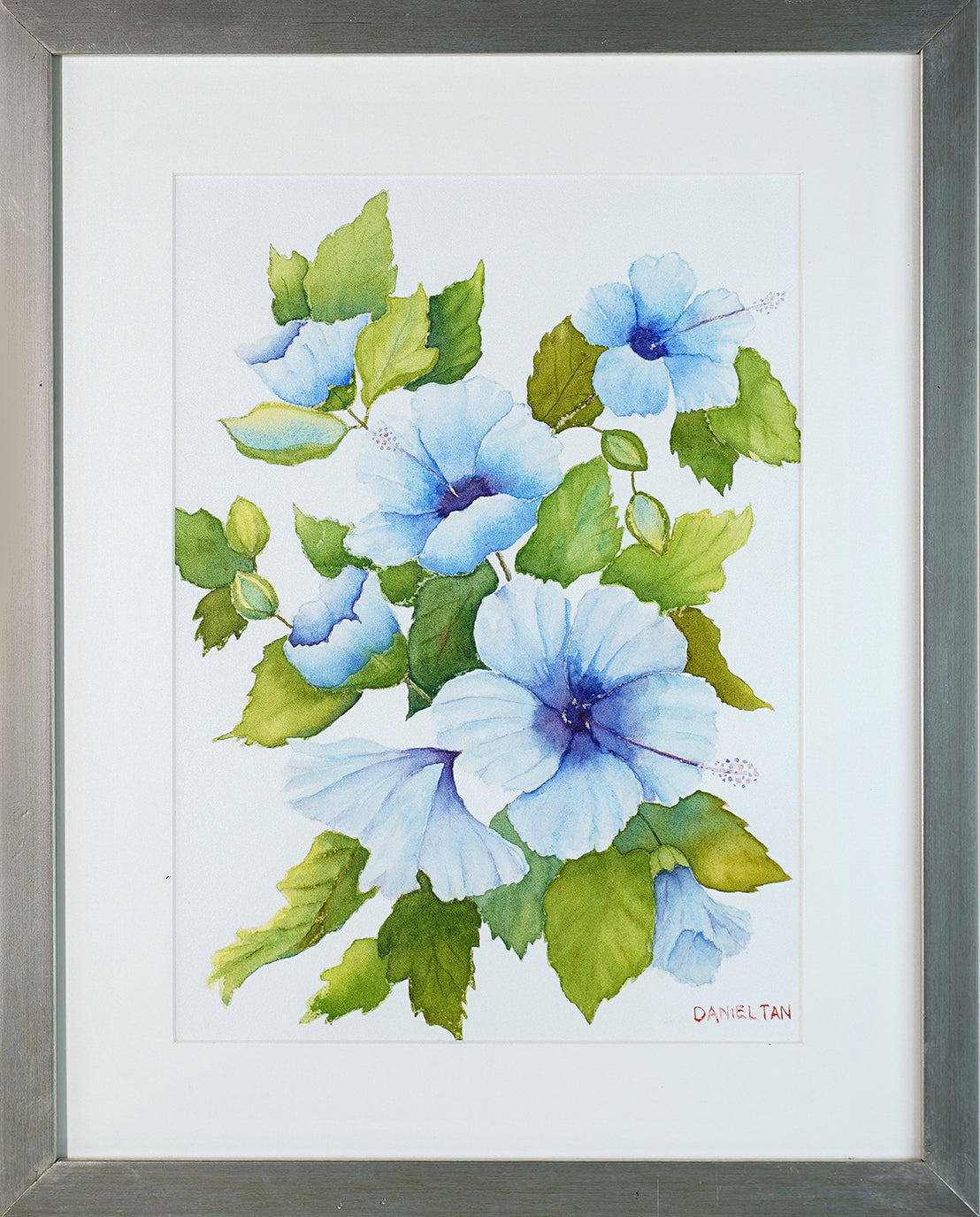 Blue Hibiscus